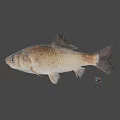 Gray Fish With Scales And Fins On Plain Gray Background