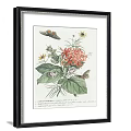 Vintage Framed Botanical Prints With Various Plants Birds And Insects