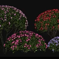 Vibrant Flowering Shrubs Featuring Pink Red Purple And Blue Blooms With Green Foliage