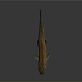 Silver Brown Fish With Large Eyes And Black Fins On Dark Background Shiny Surface