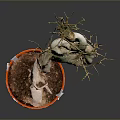 Bonsai Plant With Twisted Trunk And Small Green Branches In Red Pot