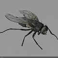 Black Fly With Transparent Wings And Compound Eyes On Smooth Surface 3d model