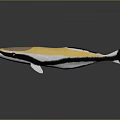 Aquatic Whale 3D Model with Yellow White Black Brown Head Orange Eyes on Gray Background