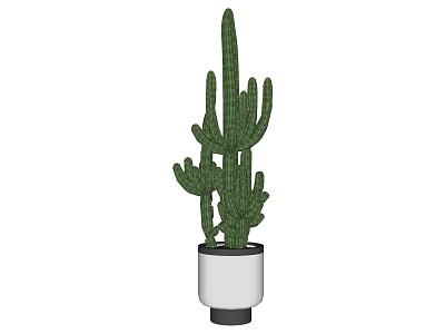 Tall Green Cactus In White Ceramic Pot For Garden Landscape 3d model