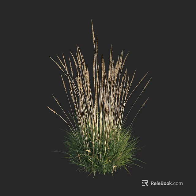 Tall Grass With Slender Stems And Spikelet Inflorescences Green Base Against Black Background 3d model 