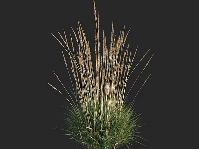 Tall Grass With Slender Stems And Spikelet Inflorescences Green Base Against Black Background 3d model