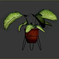 Green Variegated Plant in Red Pot on Black Metal Stand with Striped Leaves