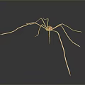 Realistic Pink Spider With Long Legs On Gray Background 3d model