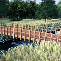 Scenic Wooden Landscape Bridge Over Reed Fields With White Flowers And Green Trees
