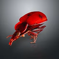Vibrant Red Beetle With Shiny Exoskeleton Distinctive Elongated Snout On Dark Background