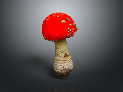 Vibrant Red Mushroom With White Spots Isolated On Grey Background Macro View 3d model