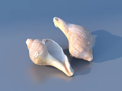 Natural Conch Shells With Textured Surface For Home Decorative Use 3d model