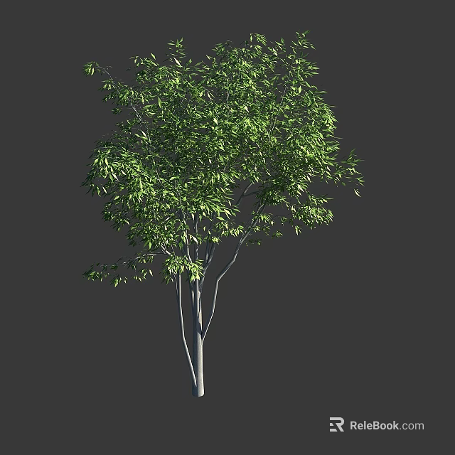 Arbor With Lush Green Foliage Slender White Trunk And Dense Branches 3d model 