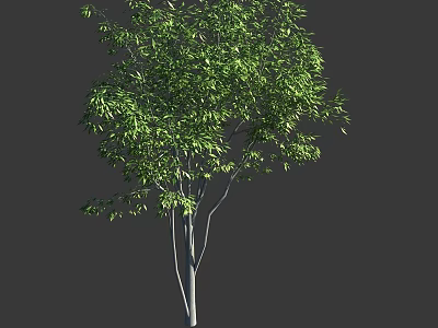 Arbor With Lush Green Foliage Slender White Trunk And Dense Branches 3d model
