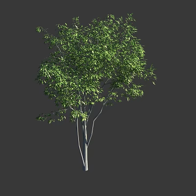 Arbor With Lush Green Foliage Slender White Trunk And Dense Branches 3d model