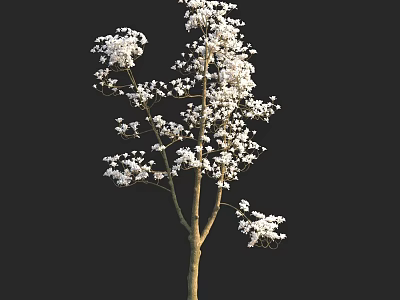 Tall Arbor with White Flowers and Brown Trunk Against Black Background 3d model