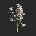 Tall Arbor with White Flowers and Brown Trunk Against Black Background