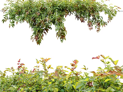 Plants 3d model