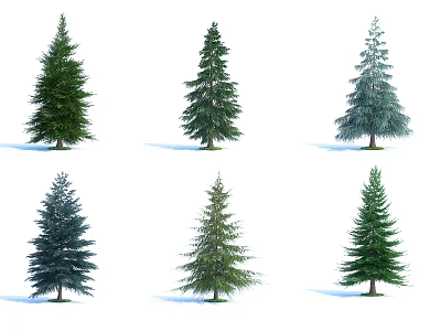 Various Evergreen Trees With Green And Blue Foliage On White Background 3d model