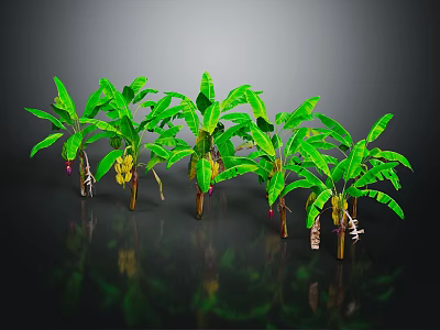 Fresh Ripe Bananas Growing On Green Leaf Banana Trees With Reflections On Black Background 3d model