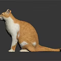Orange and White Cat Sitting on Black Background with 3D Model Design