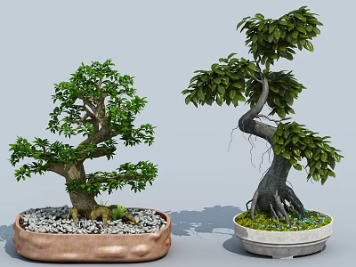 Lush Bonsai Plants With Twisted Trunks Green Leaves In Copper White Pots With Pebbles Moss 3d model