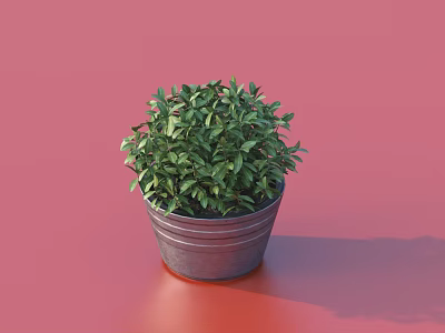 Bonsai Potted Plant With Green Leaves In Metal Pot On Red Background 3d model