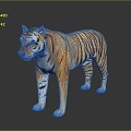 Modern tiger tiger tiger tiger downhill tiger 3d model