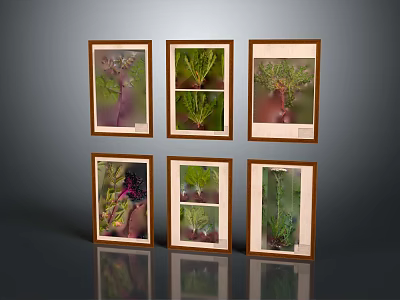 Six Wooden Framed Plant Photography Prints Arranged in Grid as Wall Art 3d model
