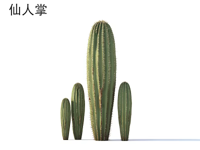 Tall and Small Green Cactus Plants in Natural Garden Landscape Design 3d model