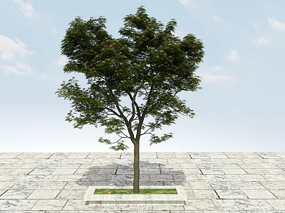 Lush Green Arbor With Strong Trunk And Dense Foliage On Stone Pavement And Grass 3d model