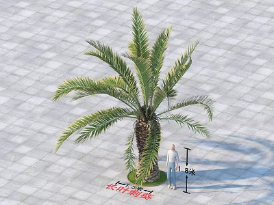 Tall Palm Tree With Lush Green Canopy Standing On Paved Ground With Person For Scale 3d model