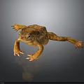 Brown Toad With Textured Skin Lying On Smooth Dark Surface With Reflection