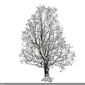 Beautiful Snow Covered Tree with Bare Winter Branches Against Gray Background 3d model