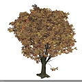 Arbor With Golden Autumn Leaves And Strong Trunk In Outdoor Garden