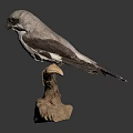 Lifelike Bird Taxidermy Perched on Natural Wooden Branch Against Dark Background