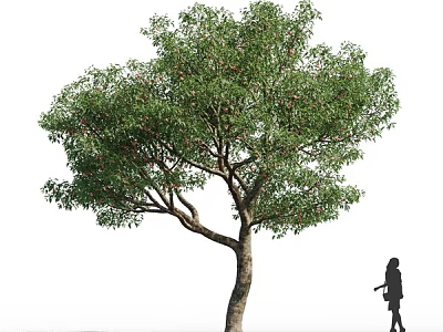 Tall Tree With Lush Green Leaves And Thick Trunk In Outdoor Scene With Person Silhouette 3d model