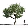 Tall Tree With Lush Green Leaves And Thick Trunk In Outdoor Scene With Person Silhouette