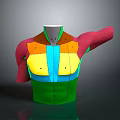 Medical Device 3D Anatomical Model of Human Torso with Color Coded Regions and Arm Structure
