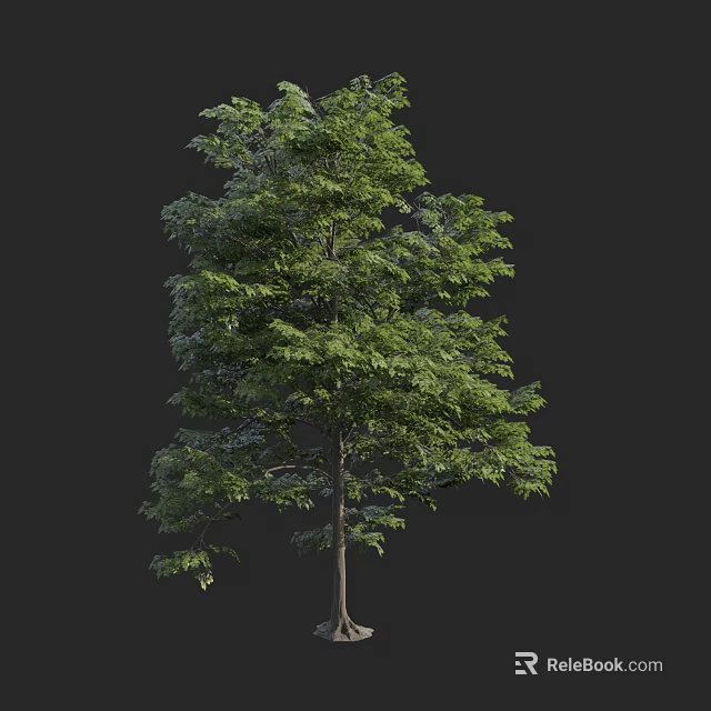 Deciduous Tree With Lush Green Foliage And Tall Trunk In Natural Setting 3d model 