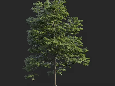 Deciduous Tree With Lush Green Foliage And Tall Trunk In Natural Setting 3d model