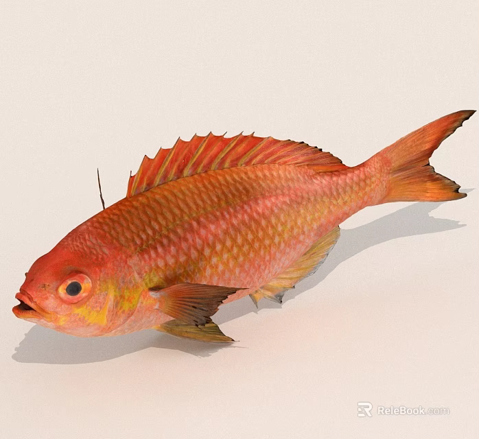 Colorful Red Orange Fish With Bright Scales And Fins On White Background 3d model 