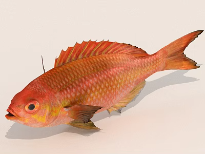 Colorful Red Orange Fish With Bright Scales And Fins On White Background 3d model