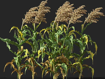 Lush Green and Yellow Leafy Flowers and Plants With Brown Seed Heads Against Dark Background 3d model