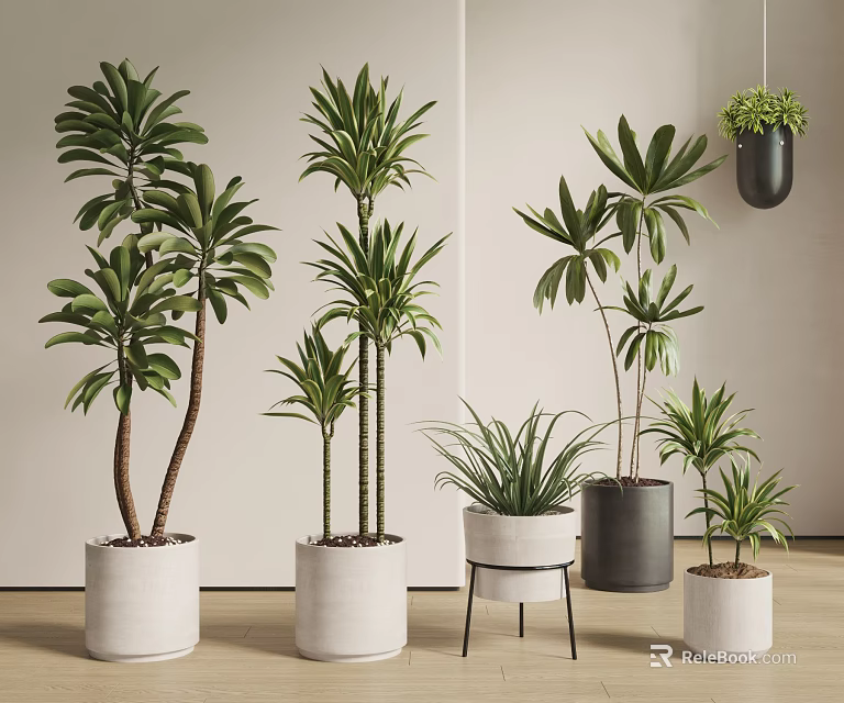 Various Indoor Potted Plants In Different Heights With Decorative White And Black Pots 3d model 