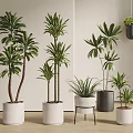 Various Indoor Potted Plants In Different Heights With Decorative White And Black Pots