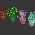 Indoor Green Plants in Colorful Pots for Home Decor and Fresh Atmosphere