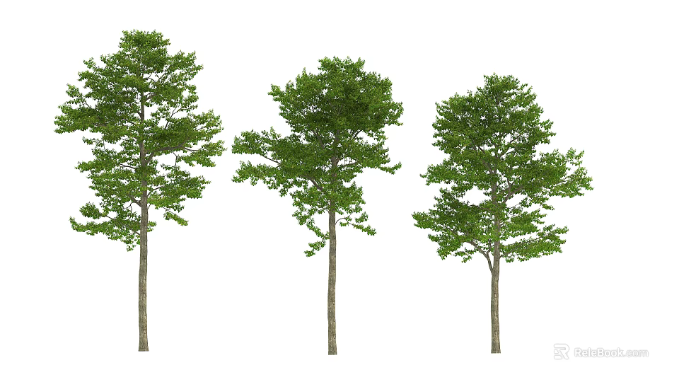 Three Arbor Trees With Different Shapes And Green Leaves On White Background 3d model