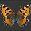 Modern Butterfly Colored Butterfly Tabby Butterfly Leaf Butterfly 3d model