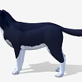 Black and White Border Collie Dog 3D Model Standing With Friendly Expression 3d model